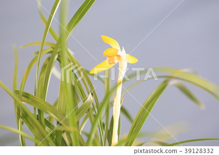 Chunlan flowers Chunlan flowers 39128332