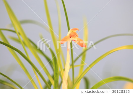 Chunlan flowers 39128335