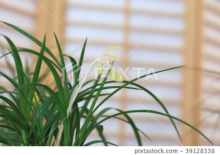 Chunlan flowers Chunlan flowers 39128338