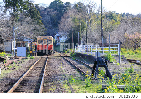 小島鐵道里美站火車和油菜籽春天 照片素材 圖片 圖庫