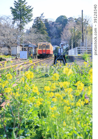 Kojima Railway Satomi Station Train and Rapeseed Spring 39128340
