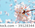 Cherry Blossoms	 39128344