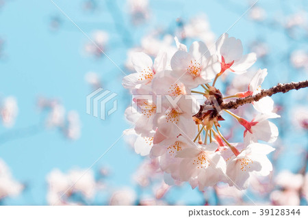 Cherry Blossoms	 39128344