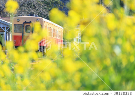小島鐵道里美站火車和油菜籽春天 小島鐵道里美站火車和油菜籽春天 39128358