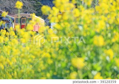 小島鐵道里美站火車和油菜籽春天 39128359