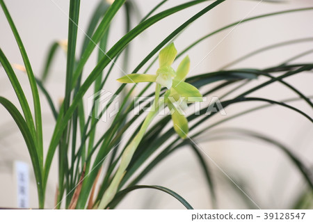 Chunlan flowers 39128547