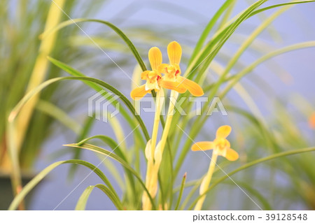 Chunlan flowers 39128548