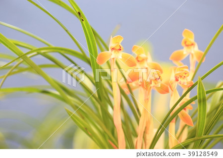 Chunlan flowers 39128549