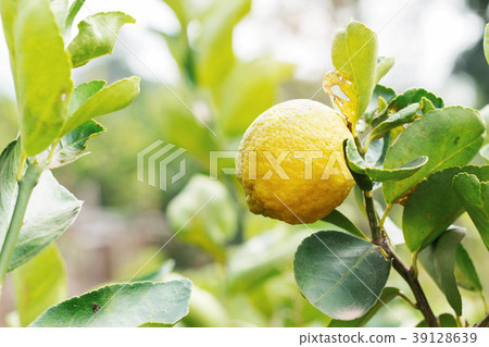 lemons on the planted. lemons on the planted. 39128639