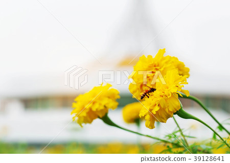 Marigold in the park. Marigold in the park. 39128641