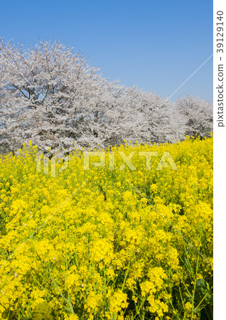Cherry blossoms at Kumagaya Tsut Cherry blossoms at Kumagaya Tsut 39129140
