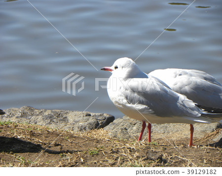 Winter migratory sea urchin gull Winter migratory sea urchin gull 39129182