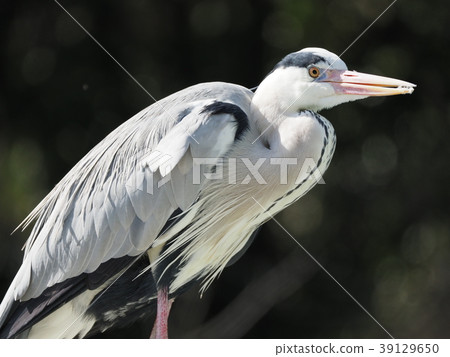 Gray heron Gray heron 39129650
