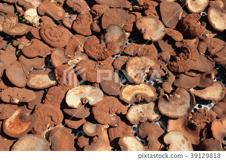lingzhi mushrooms expose to the sun 39129818