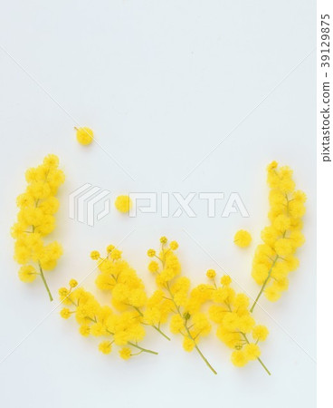 Vibrant Mimosa flower petals, white background, background material 39129875