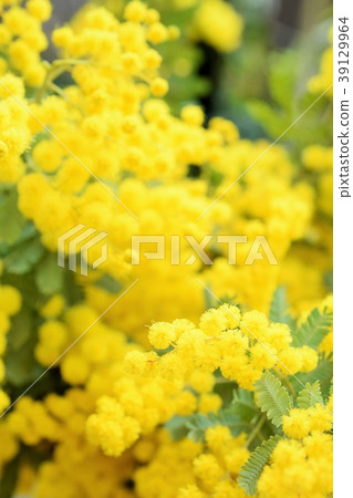 Vibrant Mimosa flower, close up 39129964