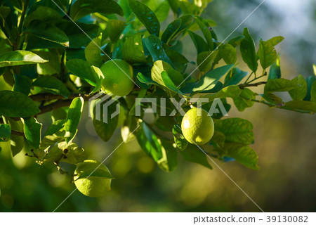 lemon tree with lemon fruits lemon tree with lemon fruits 39130082