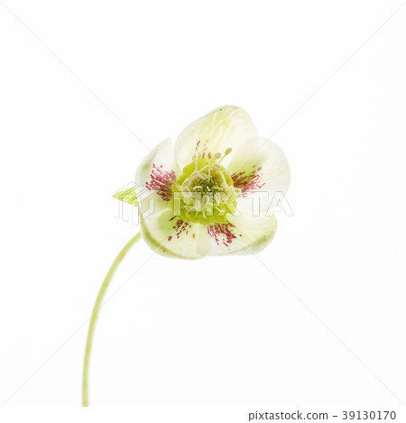 hellebore flower on the white hellebore flower on the white 39130170