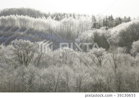 Sunrise in winter in Hokkaido (Rikubetsu-cho) 39130655
