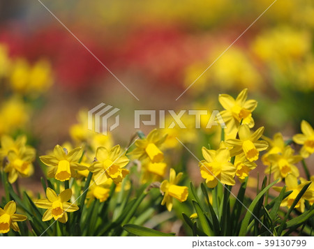 Rape blossoms 39130799