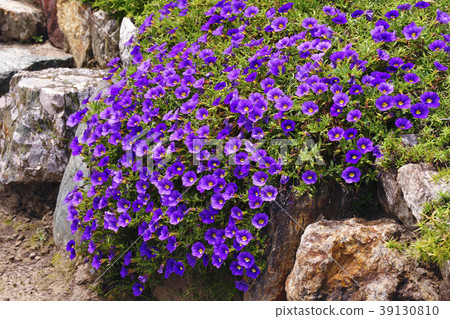 Calibranakore Calibranakore 39130810