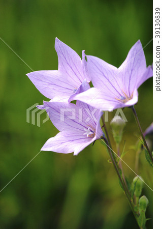 Bellflower 39130839