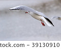 Yuli Gull (Yuriwo) The twenty-two. Black headed gull 39130910