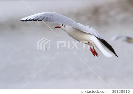 Yuli Gull (Yuriwo) The twenty-two. Black headed gull Yuli Gull (Yuriwo) The twenty-two. Black headed gull 39130910