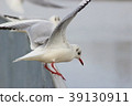 Yuli Gull (Yuriwo) The twenty-third. Black headed gull 39130911