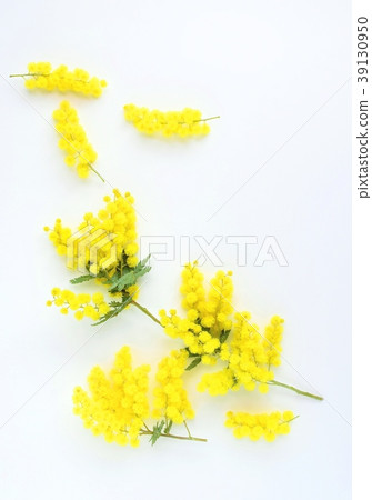 含羞草花瓣，背景，紋理，白色背景 39130950