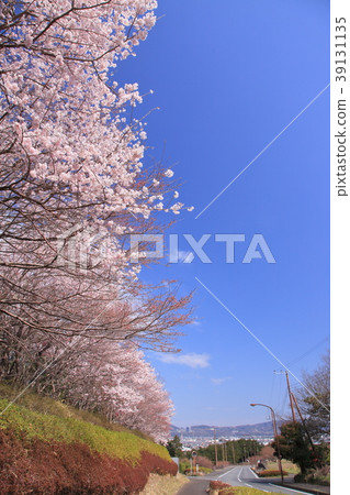 Cherry blossom trees in full bloom 39131135
