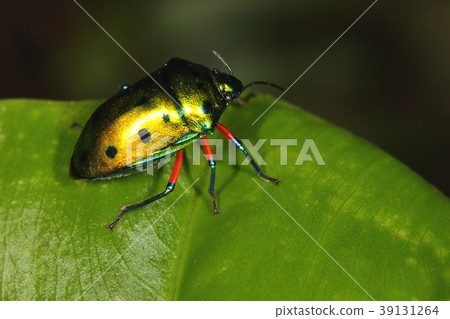 生物昆蟲在12月在那霸市的一個公園的冬天蜇臭蟲？一定是美麗的姿態 39131264