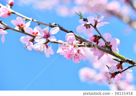 桃花 桃花 39131458