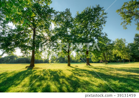 Beautiful summer landscape with oak trees sunset Beautiful summer landscape with oak trees sunset 39131459