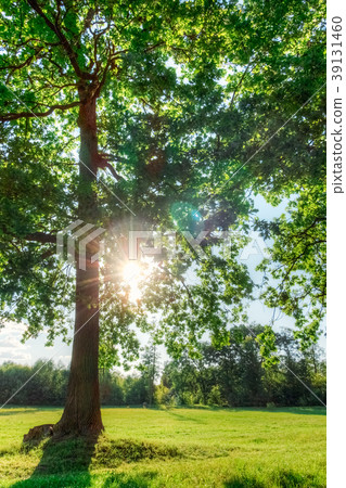 The sun in the branches of an oak tree The sun in the branches of an oak tree 39131460