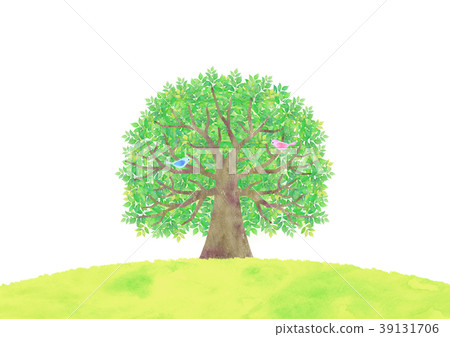 Big trees and small birds 39131706