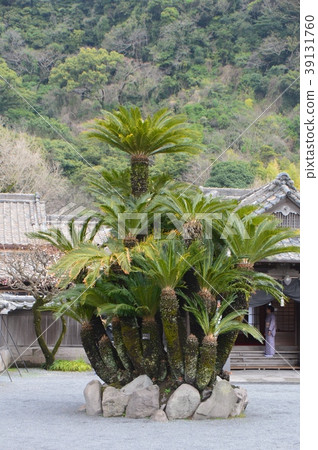 針灸/花園（Senjoen /鹿兒島縣鹿兒島市） 39131760