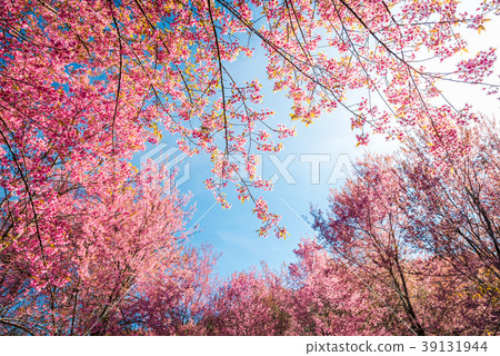 Wild Himalayan Cherry, Prunus cerasoides 39131944