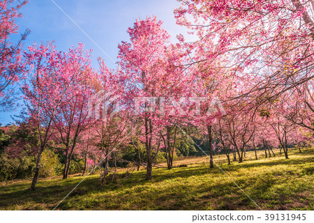 Wild himalayan cherry in sunshine day on mountain 39131945