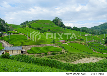 Tea fields in Watsuka-cho, Kyoto Prefecture Tea fields in Watsuka-cho, Kyoto Prefecture 39131981