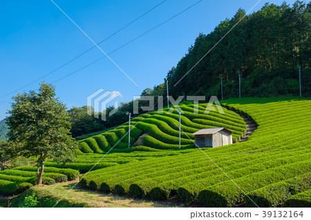 京都府Watsuka-cho的茶園 39132164
