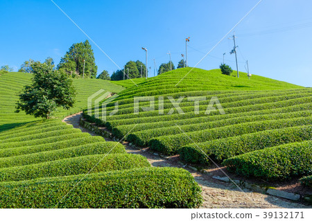 京都府Watsuka-cho的茶園 京都府Watsuka-cho的茶園 39132171