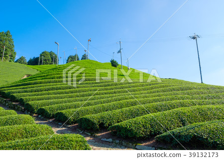 京都府Watsuka-cho的茶園 京都府Watsuka-cho的茶園 39132173