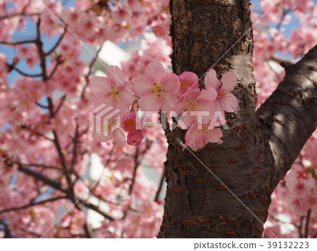 Kawazu cherry blossoms 201816 39132223