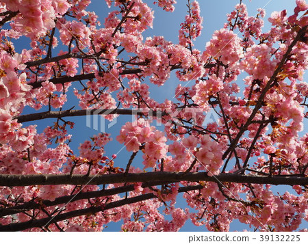 河津櫻花201817 39132225