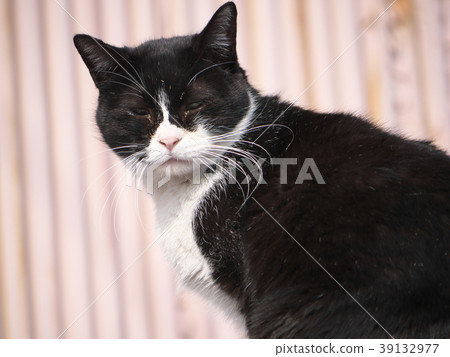 Stray cat 39132977