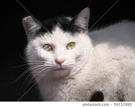 Stray cat Stray cat 39132980