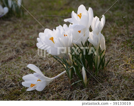 Crocus 12 white Crocus 12 white 39133019