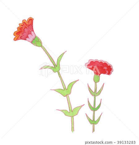 carnation, carnations, white background - Stock Illustration [39133283 ...