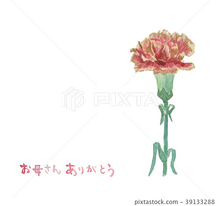 康乃馨 白色背景 白底 39133288